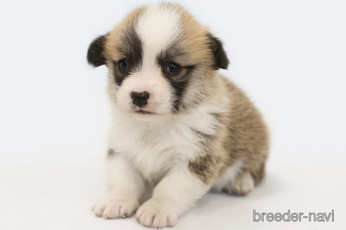 成約済の神奈川県のウェルシュコーギーペンブローク-308947の1枚目